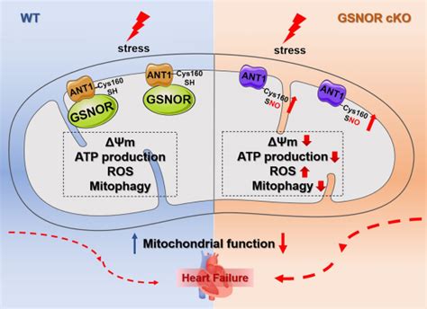 季勇教授团队首次发现gsnor的线粒体定位并揭示线粒体gsnor在心力衰竭中的重要保护作用 哈尔滨医科大学校友网