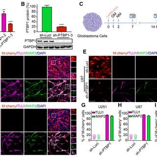 Ptbp Knockdown Reprograms Glioblastoma Cells Into A Neural