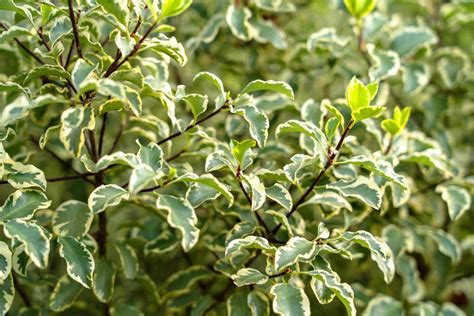 How To Grow And Care For Kohuhu Pittosporum Tenuifolium