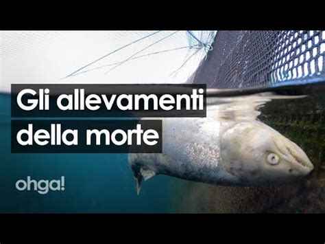 Gli Allevamenti Della Morte Salmoni Senza Occhi E Divorati Dai