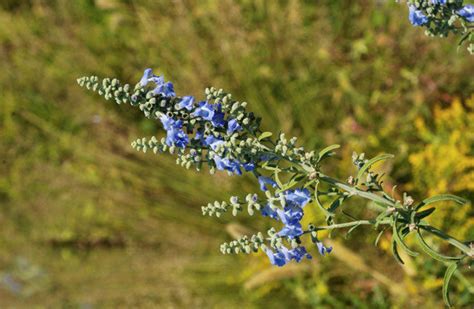 MDC Offers Free Native Winter Seed Sowing Class In Warsaw Benton