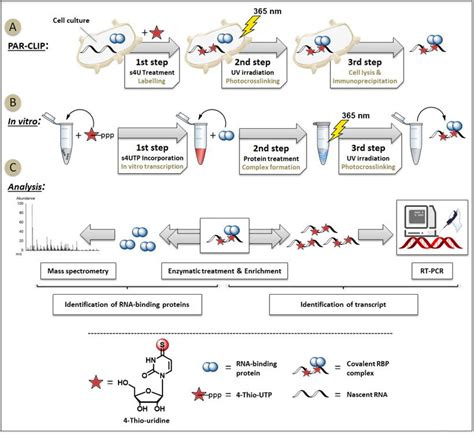 Rna Protein Photocrosslinking Site And Sequence Specific Tracking