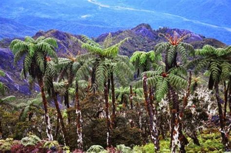 Taman Nasional Manusela Menapaki Surga Tersembunyi Tanah Maluku