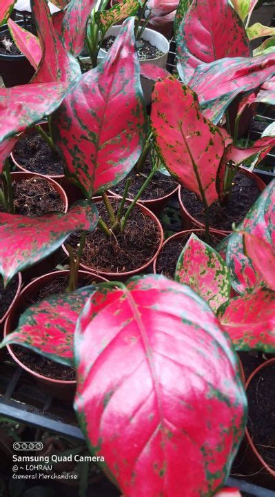 Aglaonema Varieties Hybrid Thailand Varieties Lazada Ph