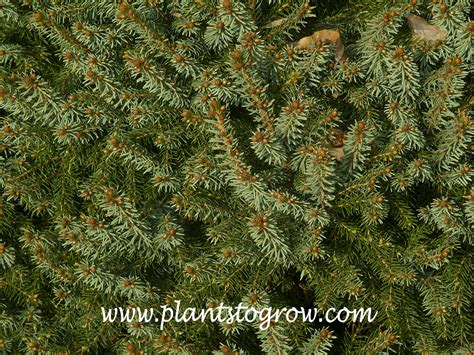 Dwarf Serbian Spruce Picea Omorika Nana Plants To Grow Plants