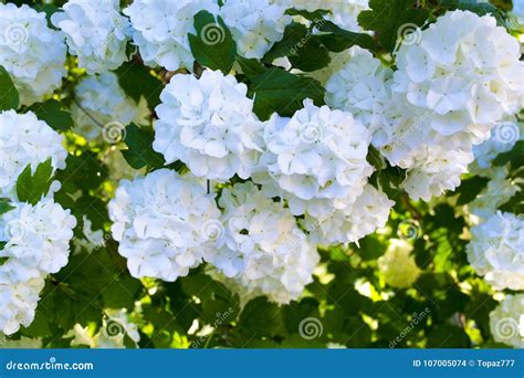 Blooming White Hydrangea Plants In Full Bloom White Hydrangea Stock