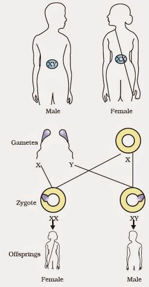 Ncert Jk Solutions Ncert 10th Biology