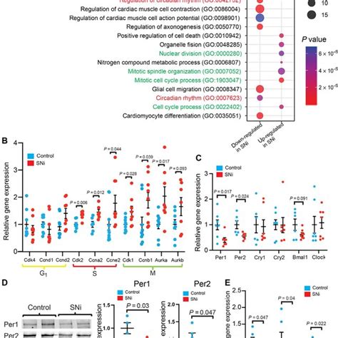 Inhibition Of Cardiac SNs Results In Up Regulation Of Cell Cycle Genes