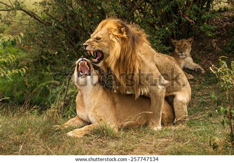 1 210 Imágenes De Lion Sex Imágenes Fotos Y Vectores De Stock Shutterstock