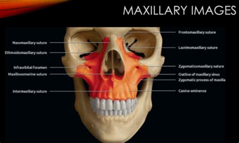 Lecture Intraoral Imaging Anatomy Flashcards Quizlet