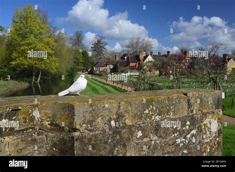 A White Dove On A Stone Wall At Hever Castle Overlooking The Anne