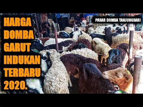 Update Harga Terbaru Domba Garut Indukan Di Pasar Domba Tanjungsari