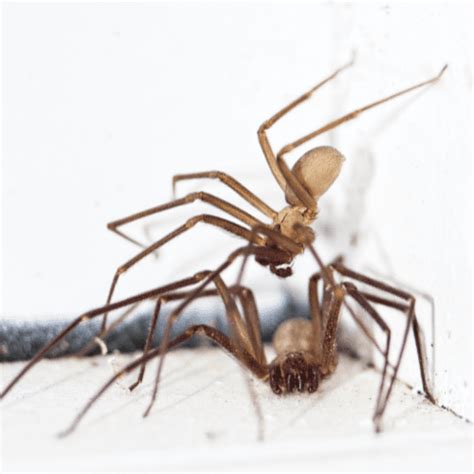 Brown Recluse Spider Identification Risks And Prevention Tips Stl