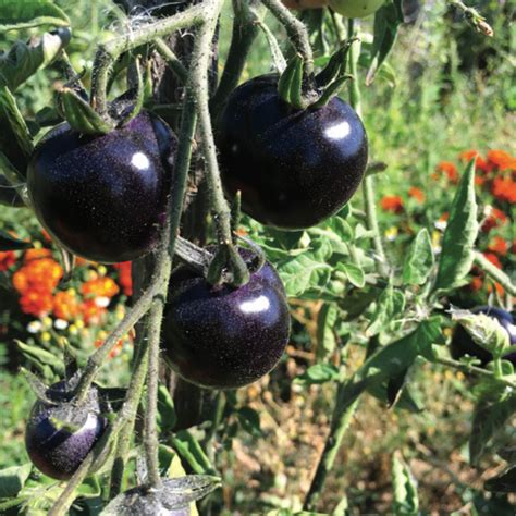 Tomate Indigo Rose Graine De Tomate Magellan Bio