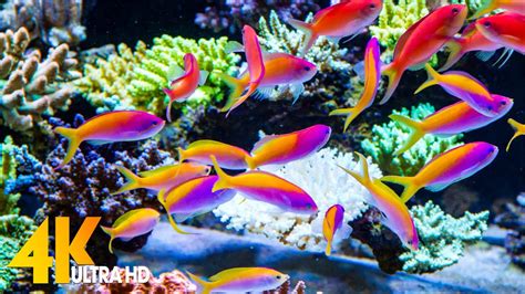 Aquarium 4K VIDEO ULTRA HD Beautiful Coral Reef Fish Sleep