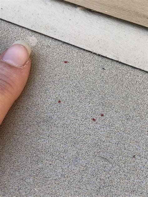 Little Red Mites On Concrete Mostly On Concrete And Stones