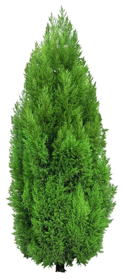 Cypress Tree Clipart