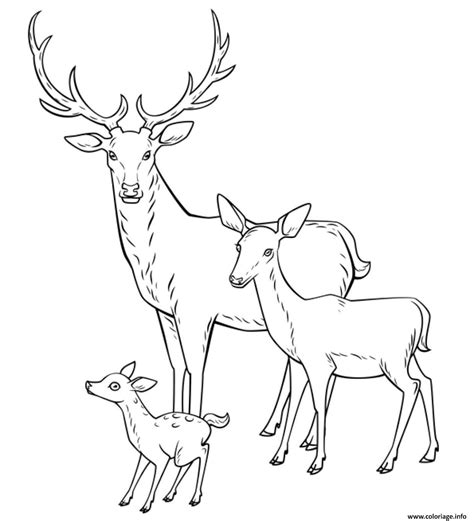 Coloriage Cerf Biche Faon Toute La Famille JeColorie