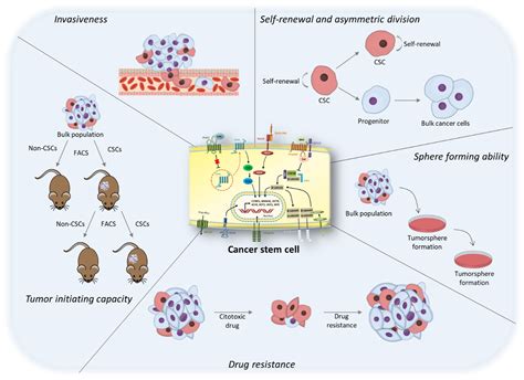 Life Free Full Text Identification Culture And Targeting Of Cancer