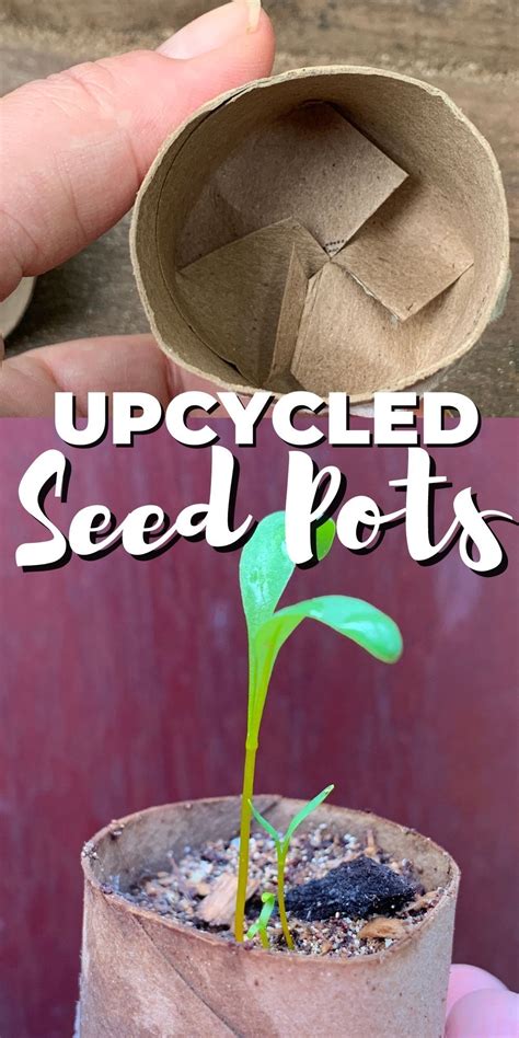 Hand Holding Seed Starter Pot With Folds One With A Seedling Backyard