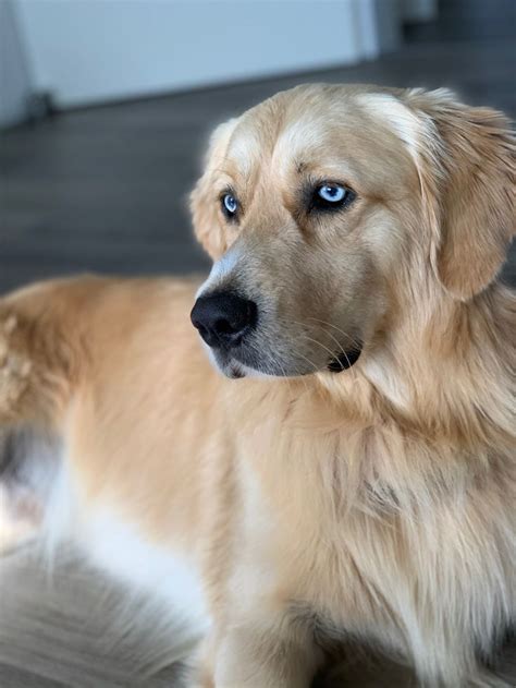 Can Golden Retrievers Have Blue Eyes