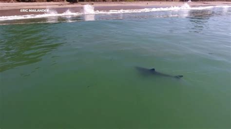 Hidden Beach Aptos Great White Shark Caught On Camera Dangerously