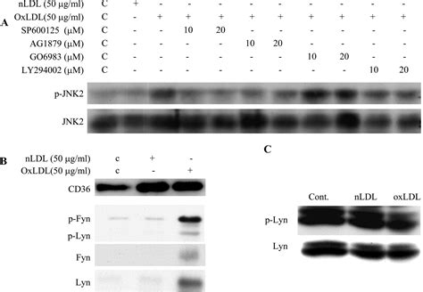 A Specific Cd36 Dependent Signaling Pathway Is Required For Platelet