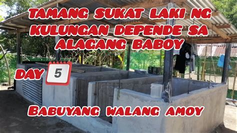 BABUYANG WALANG AMOY DAY 5 TAMANG SUKAT LAKI NG KULUNGAN DEPENDE SA