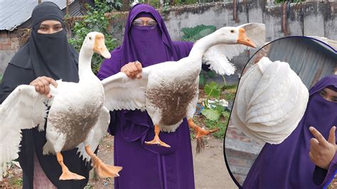 2 Big Swan Goose Curry With Roti চালের রুটি ও রাজ্ হাসের মাংস আহ মুখে