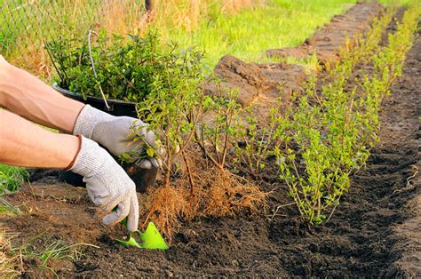 The ultimate guide to planting a hedge | STIHL Blog