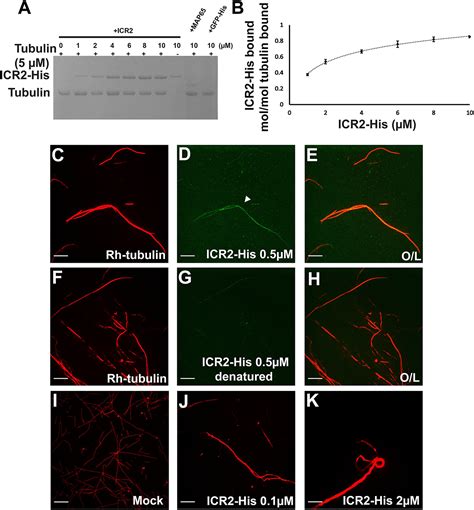 Microtubule Associated Rop Interactors Affect Microtubule Dynamics And