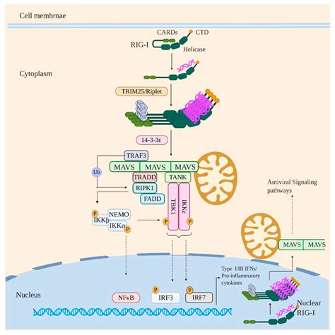 RIG-I signaling in response to viral infection. Under sterile ...