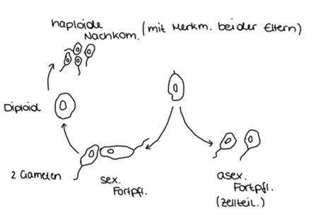 Molekulare Zellbiologie Altklausuren Und Kahoot Karteikarten Quizlet