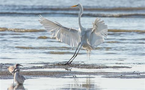 12 Types of Herons in Florida