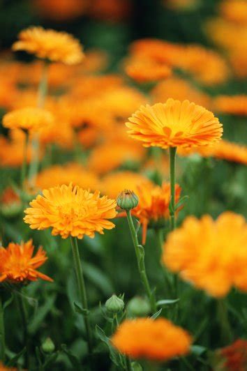 کاشت داشت و برداشت گل همیشه بهار Calendula Officinalis