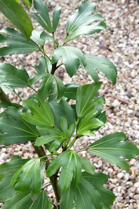 Pseudopanax Adiantifolius Group Cyril Watson Pan Global Plants