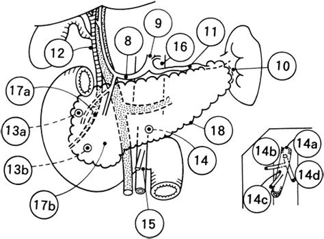 Analysis Of Paraaortic Lymph Node Involvement In Pancreatic Carcinoma