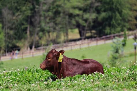 Ankole-Watusi Baby Lying Down on a Meadow Stock Image - Image of herbivore, cattle: 192407673