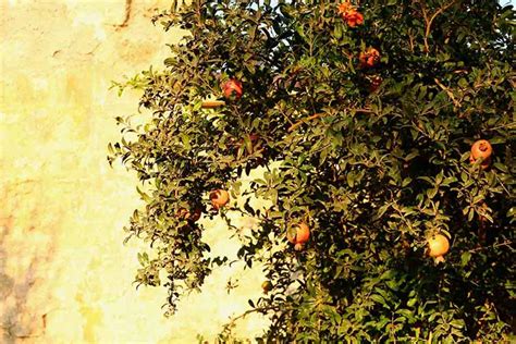 Perfect Timing When Does A Pomegranate Tree Bloom And Fruit The