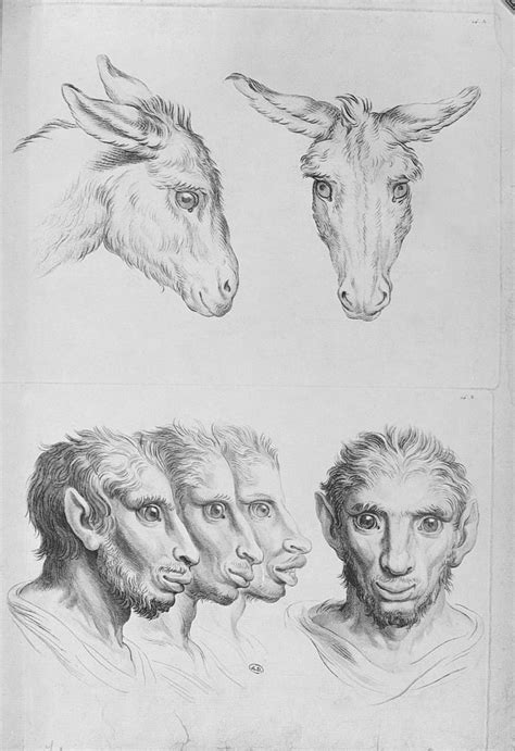 Similarities Between The Head Of A Donkey And A Man From Livre De