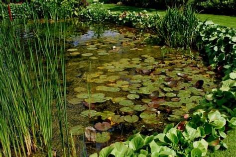 How To Hide The Pond Liner Water Garden Advice