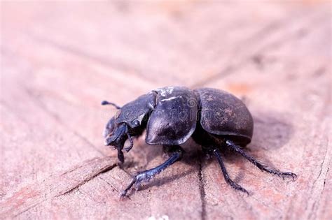 Male Of Lethrus Apterus Stock Photo Image Of Color 143977250