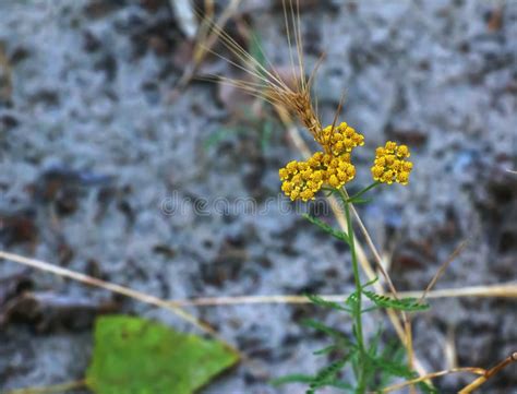 Flowers Of Achillea Ageratum Also Known As Sweet Yarrow In The Garden
