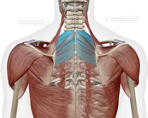 Musculos Del Dorso Flashcards Quizlet