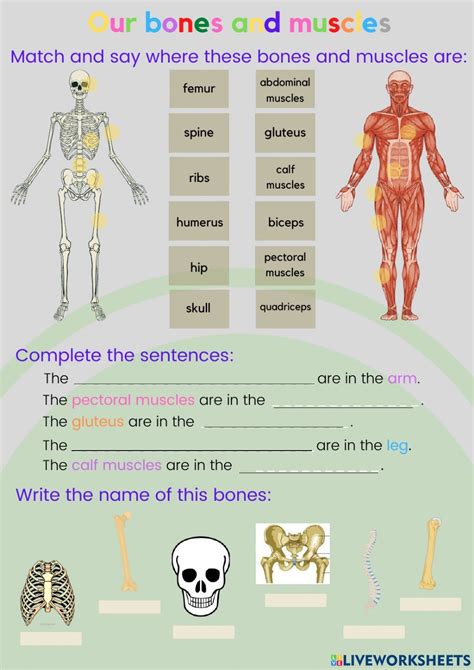 Bones And Muscles Worksheet For Segundo De Primaria