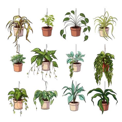 Premium Vector Set Of Withered Houseplants In Pots Vector