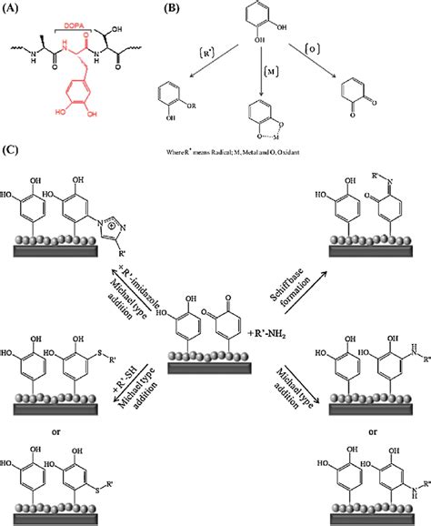 A Structure Of Mussel Foot Proteins B Main Chemical Properties Of Download Scientific