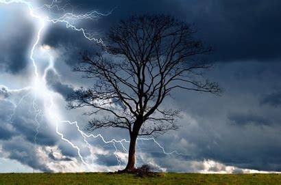 Signs That Your Oak Tree Was Struck By Lightning Miss Smarty Plants