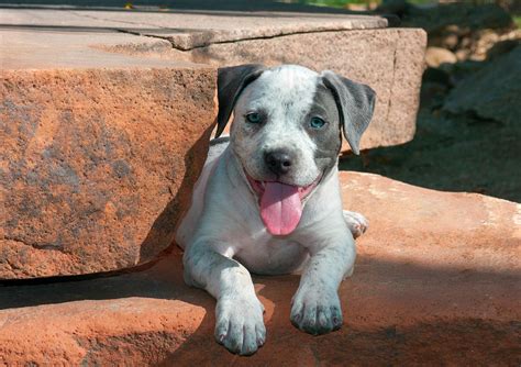 American Staffordshire Terrier Puppy Photograph By Zandria Muench Beraldo