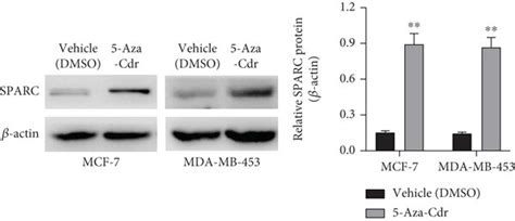 THC Shows Chemosensitivity To Ab PTX Against BC Through Downregulating